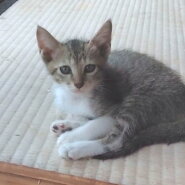 やんちゃで可愛いキジくん