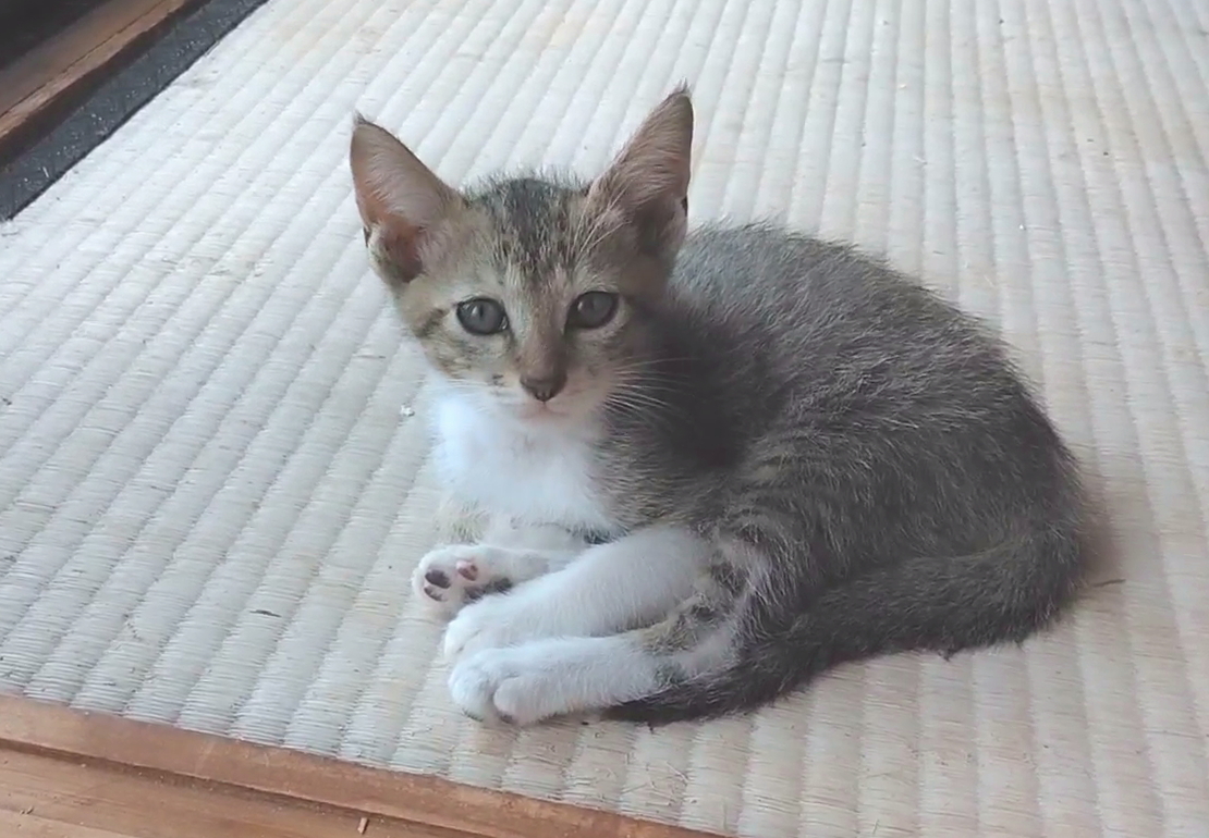 やんちゃで可愛いキジくん