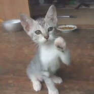 男前のギンちゃん