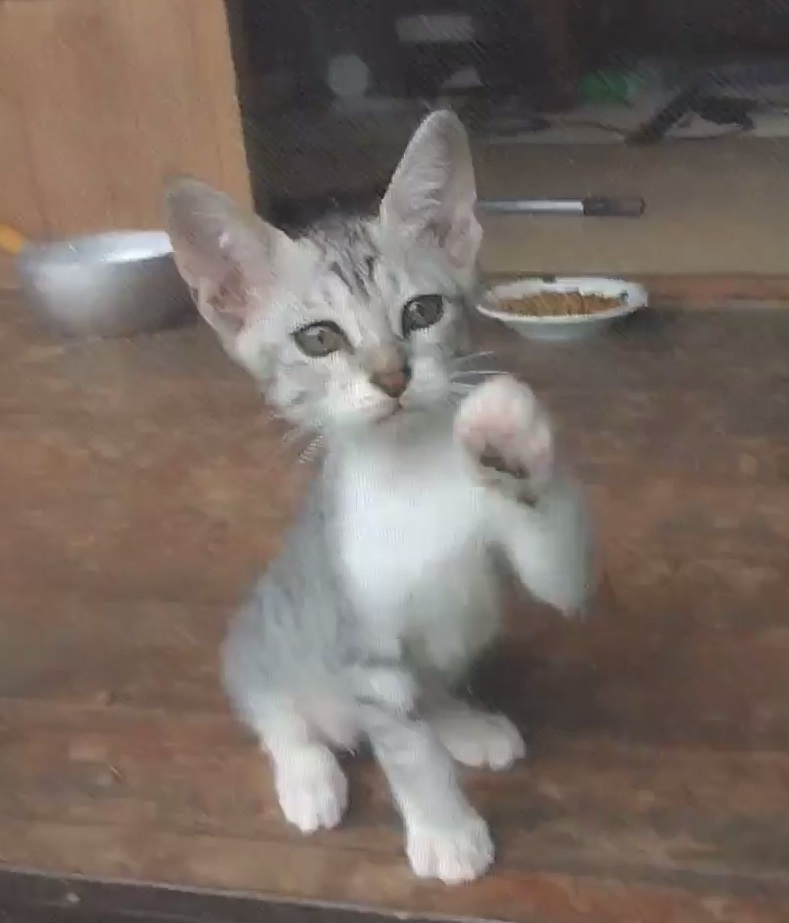 男前のギンちゃん