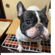 フレンチブルドッグの女の子