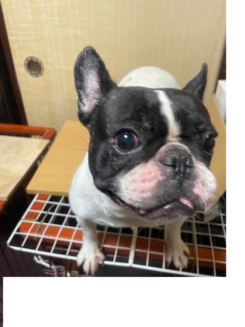 フレンチブルドッグの女の子