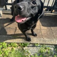 人が大好きなラブラドールレトリバーの女の子　なっちゃんです