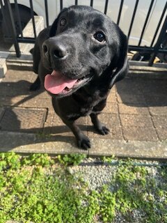 人が大好きなラブラドールレトリバーの女の子　なっちゃんです