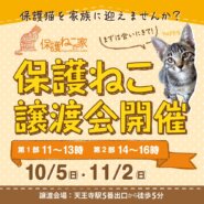 保護ねこの家譲渡会 in 天王寺