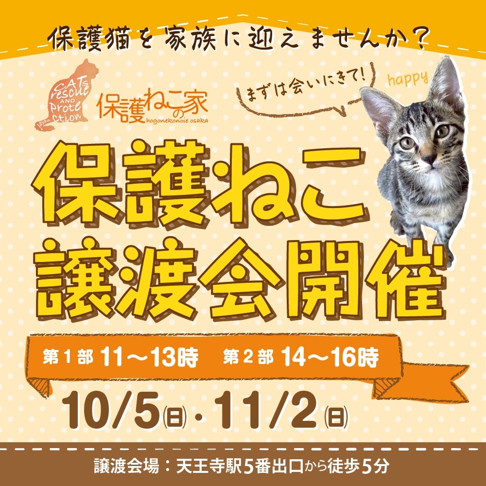 保護ねこの家譲渡会 in 天王寺