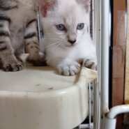 生後1ヶ月半の子猫