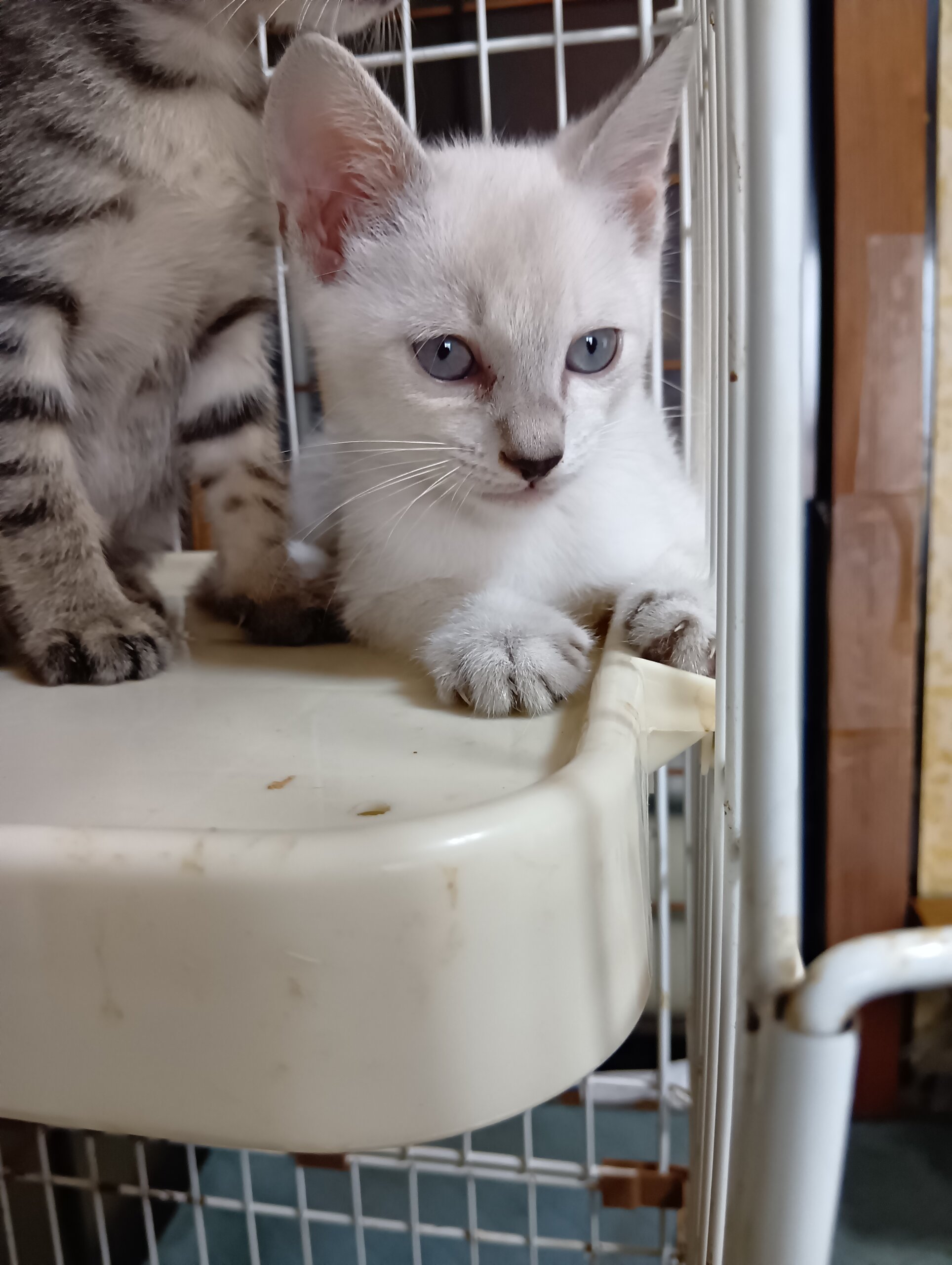 生後1ヶ月半の子猫