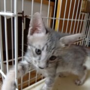 生後1ヶ月半の子猫