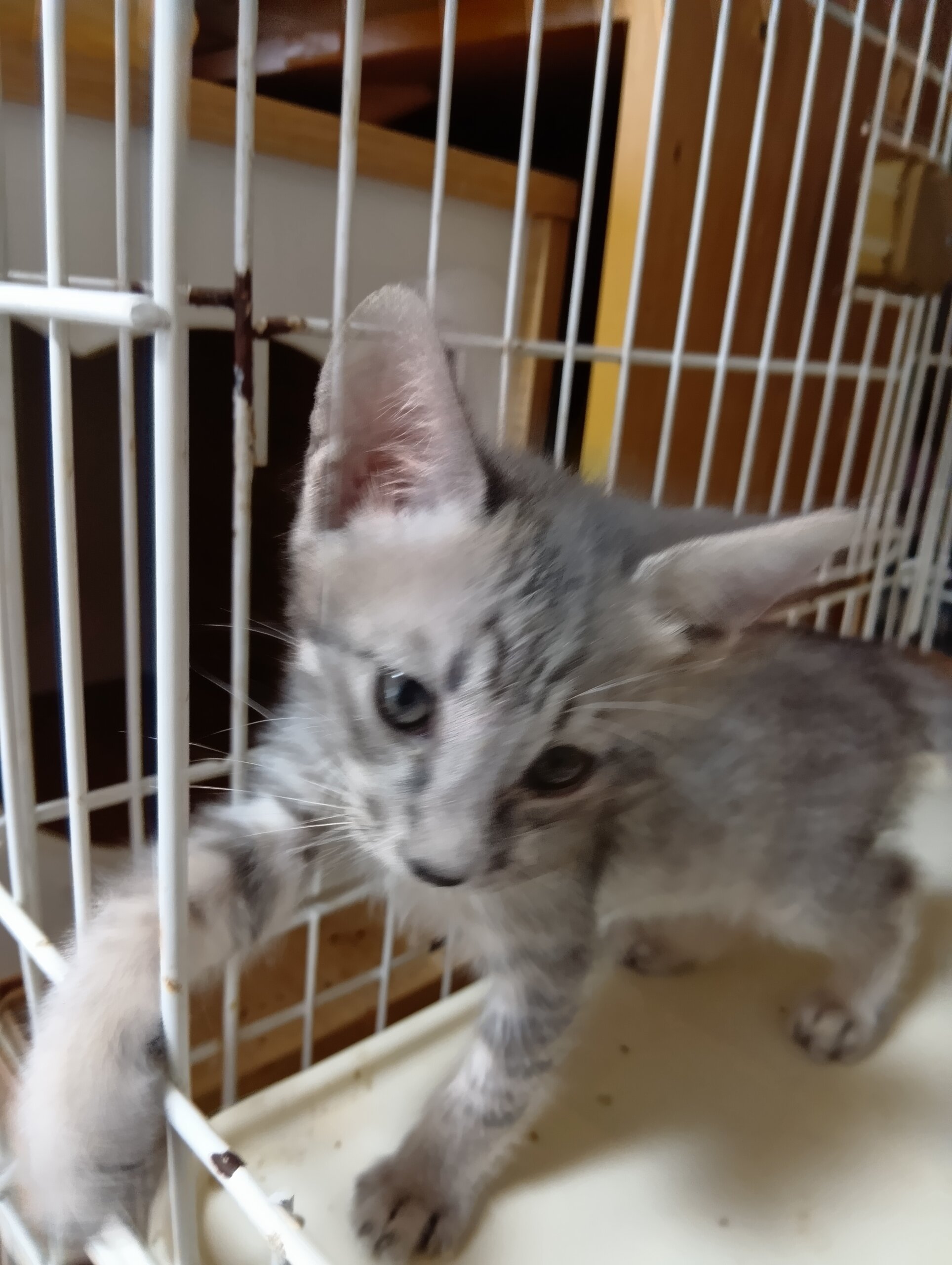 生後1ヶ月半の子猫