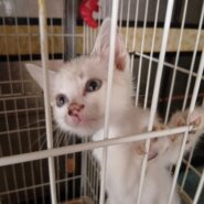 生後1ヶ月半の子猫