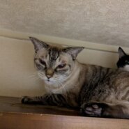 14歳の男の老猫ちゃんです！