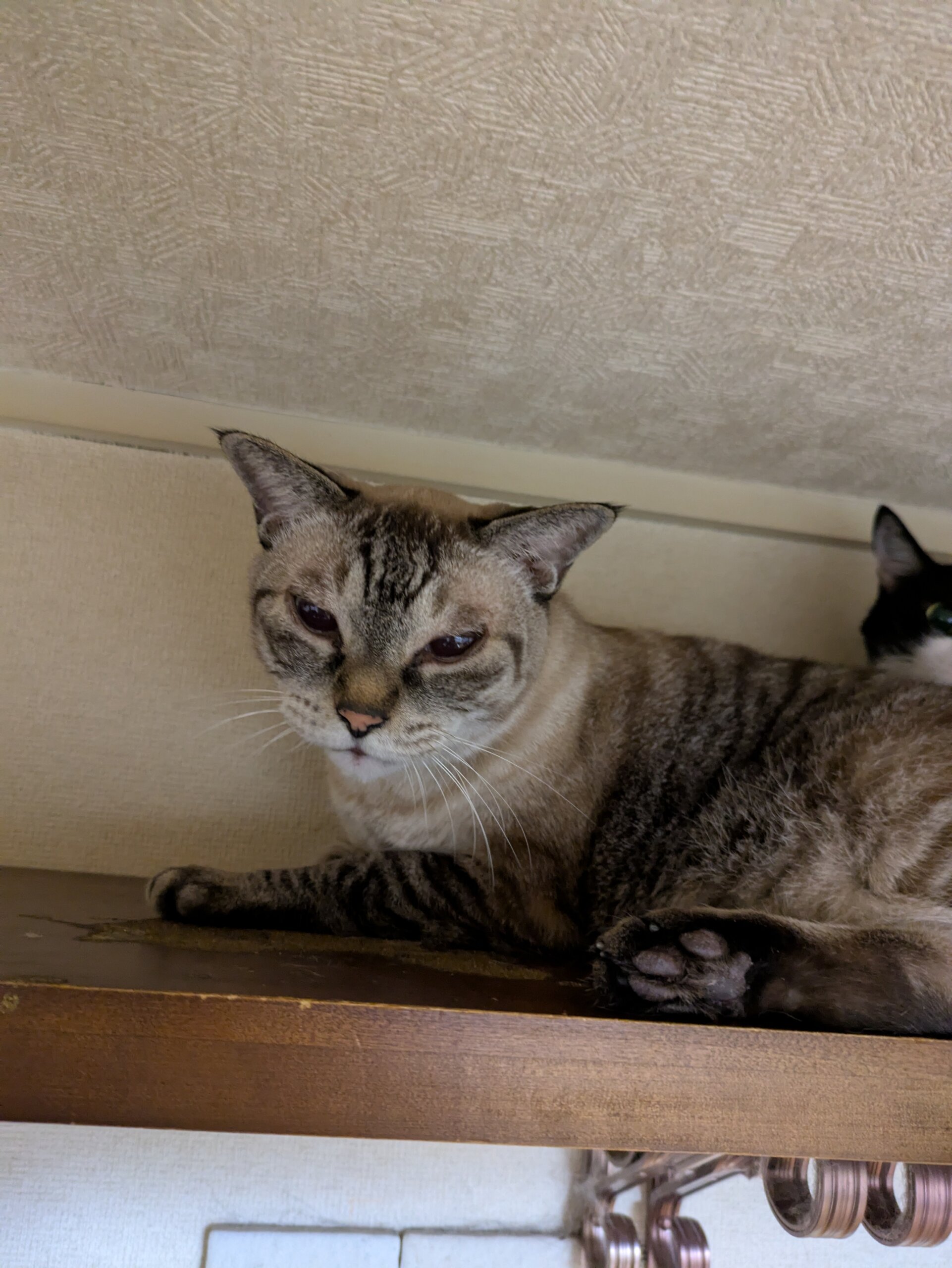 14歳の男の老猫ちゃんです！