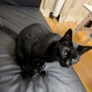 10歳になったばかりの成猫（女の子）