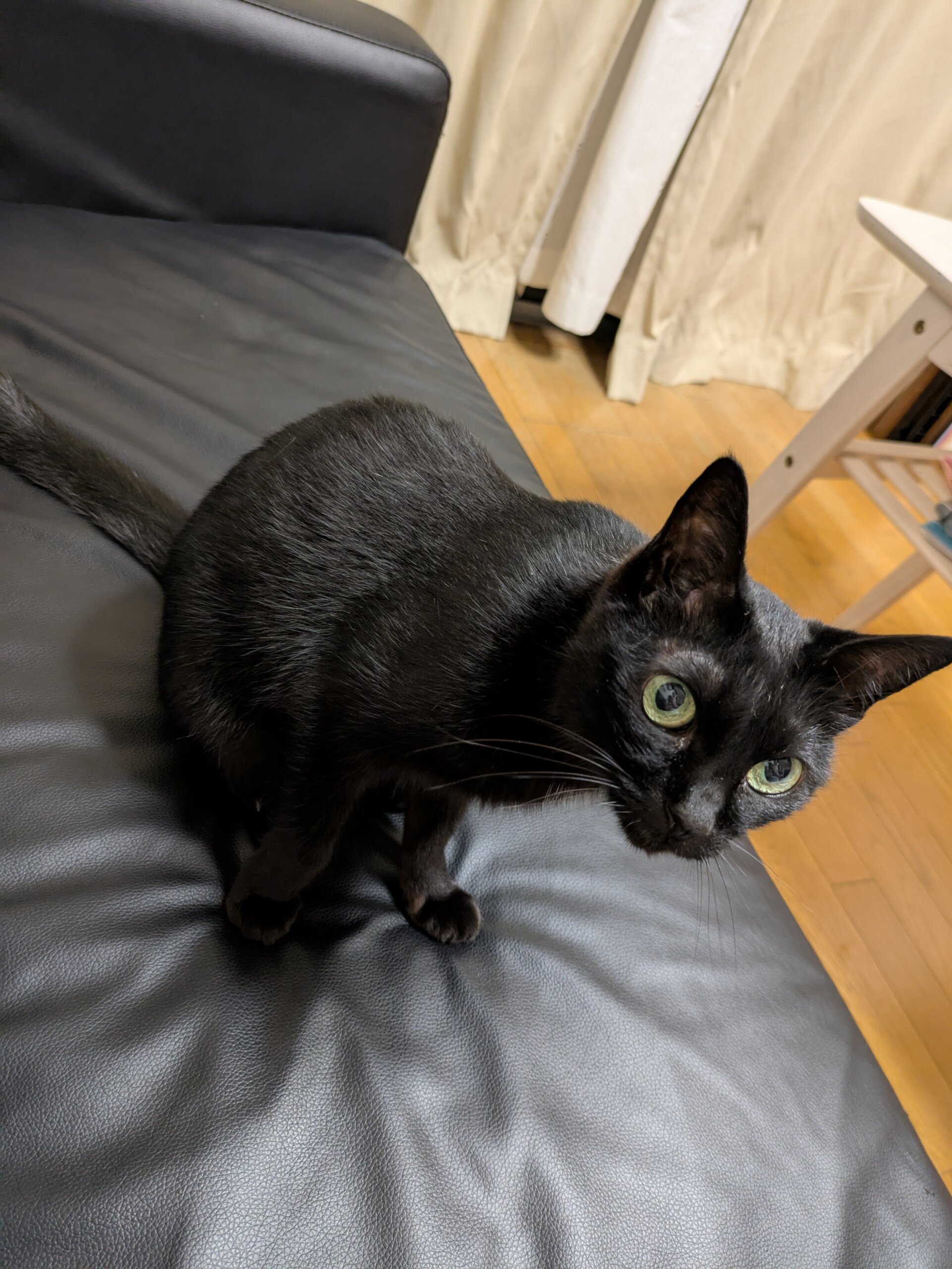 10歳になったばかりの成猫（女の子）