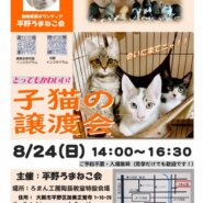8月臨時開催！子猫の譲渡会