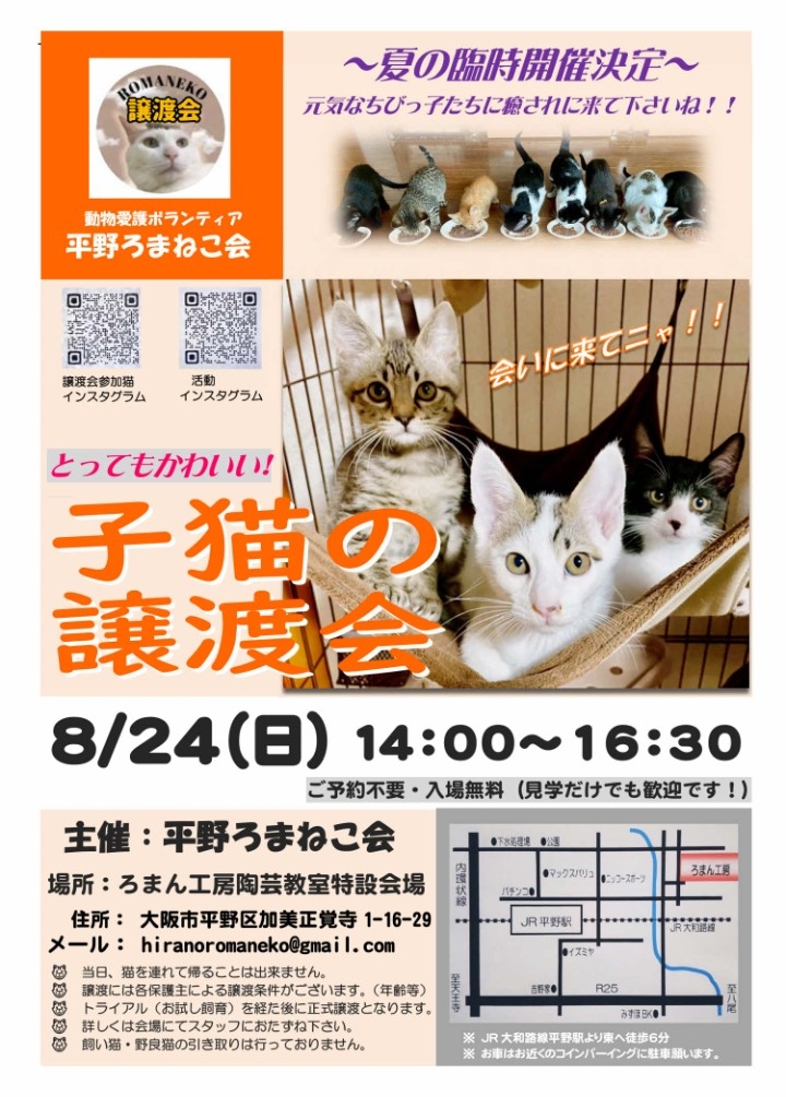8月臨時開催！子猫の譲渡会