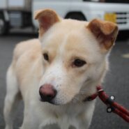 いつも挨拶に来てくれる🥰ココちゃん