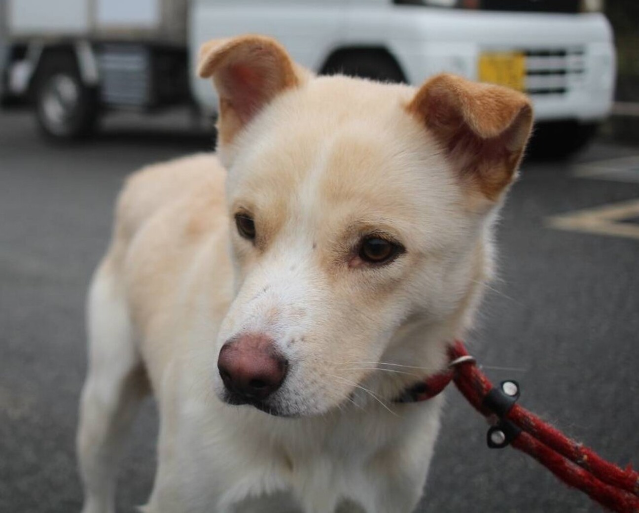 いつも挨拶に来てくれる🥰ココちゃん