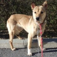 小柄で可愛い目をした💖アーシャちゃん