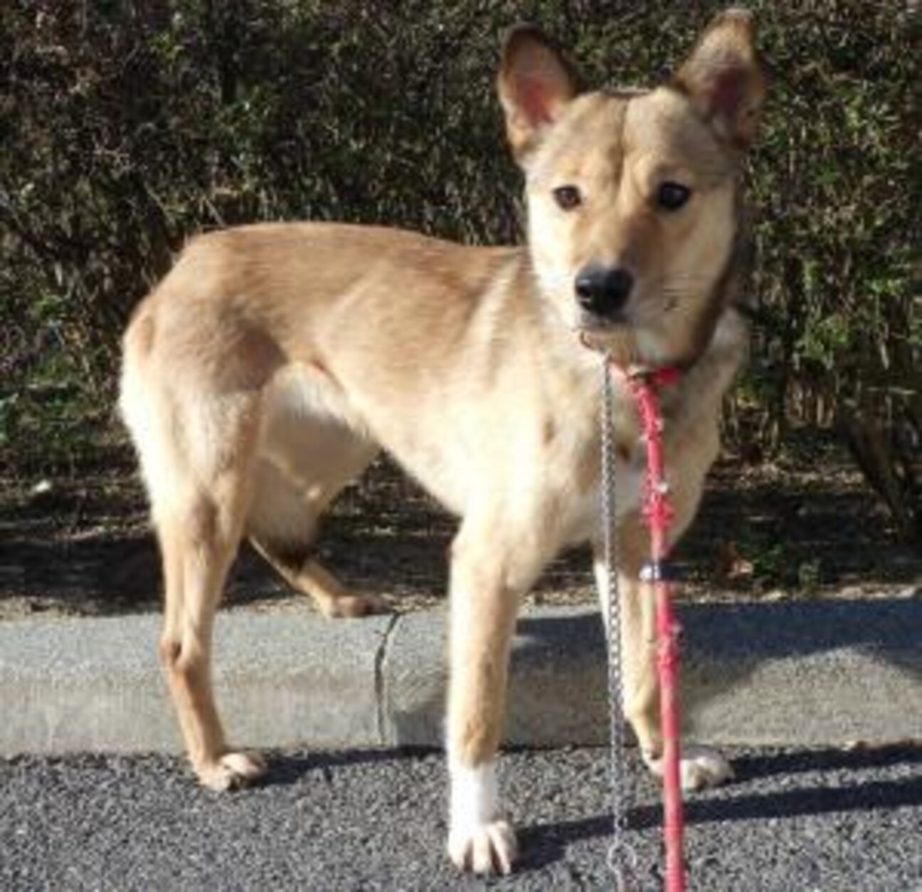 小柄で可愛い目をした💖アーシャちゃん