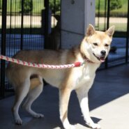 お目めがくりんくりん💘可愛いゆりちゃん