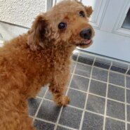 10才をすぎたシニア犬です里親さんを探しています。6キロ～7キロの男の子です。