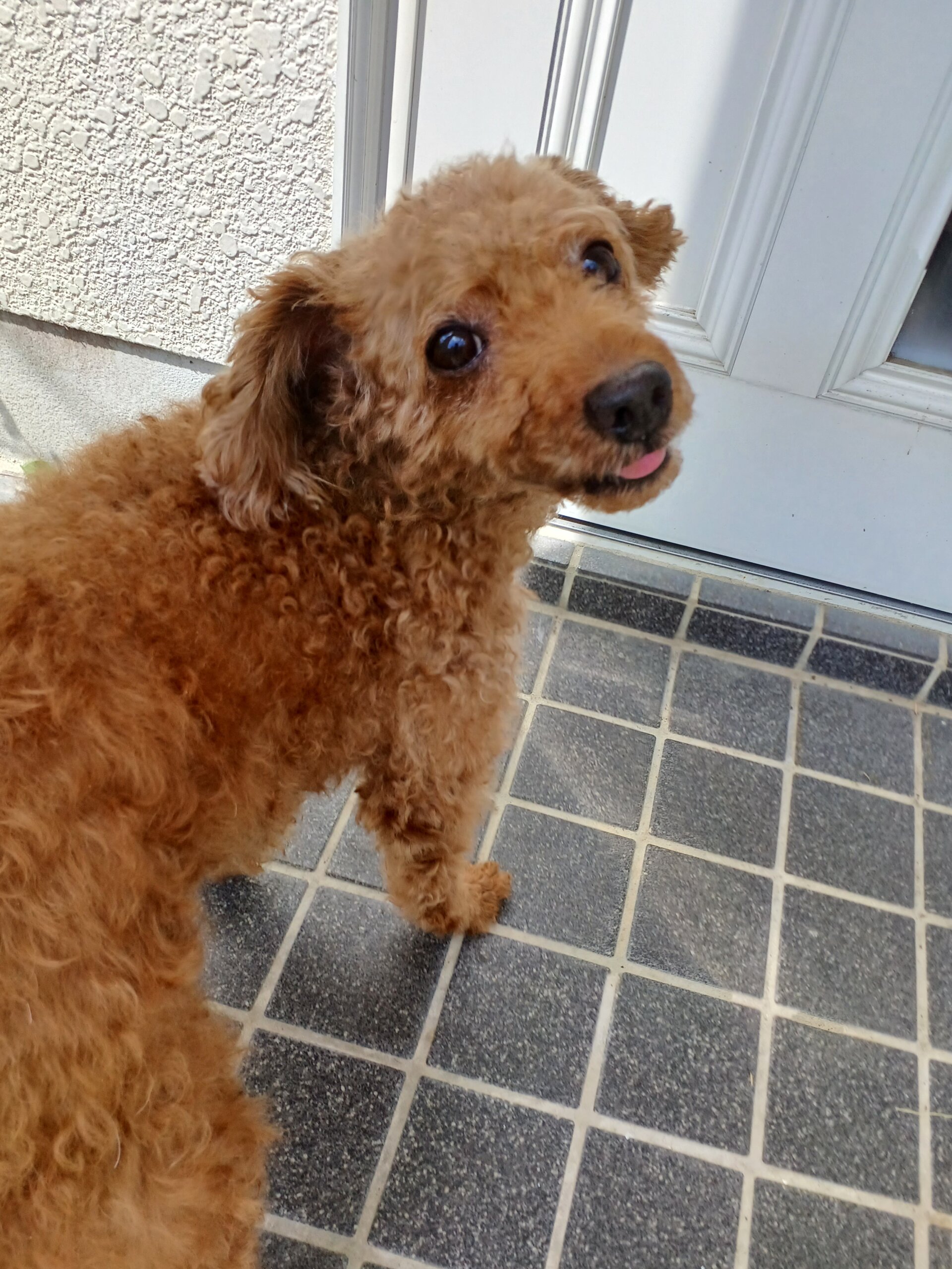 10才をすぎたシニア犬です里親さんを探しています。6キロ～7キロの男の子です。