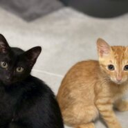 in春日井市☆子猫がいっぱい☆保護猫達を暖かいオウチに迎えよう☆2025年8月9日（土）～ 非営利団体「ちーむ にゃいんず」