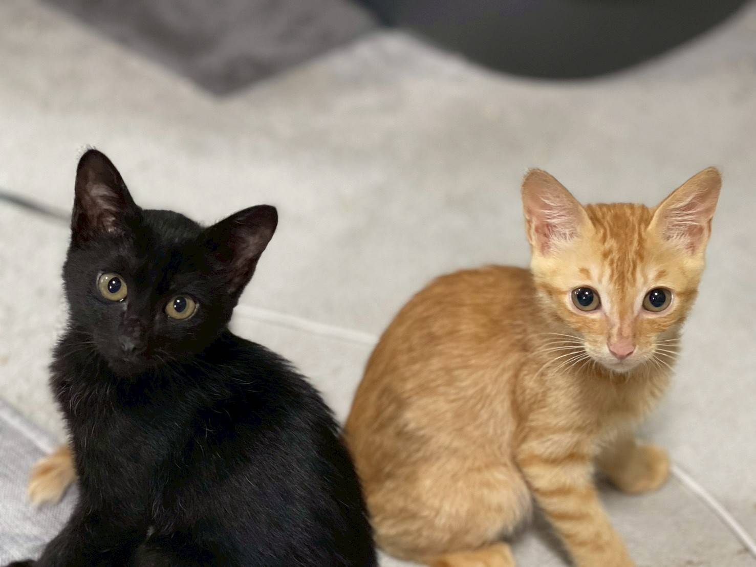 in春日井市☆子猫がいっぱい☆保護猫達を暖かいオウチに迎えよう☆2025年8月9日（土）～ 非営利団体「ちーむ にゃいんず」