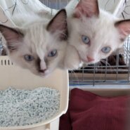 in江南市☆子猫祭り☆保護猫達をオウチに迎えよう☆2025年8月10日（日）～ 非営利団体「ちーむ にゃいんず」