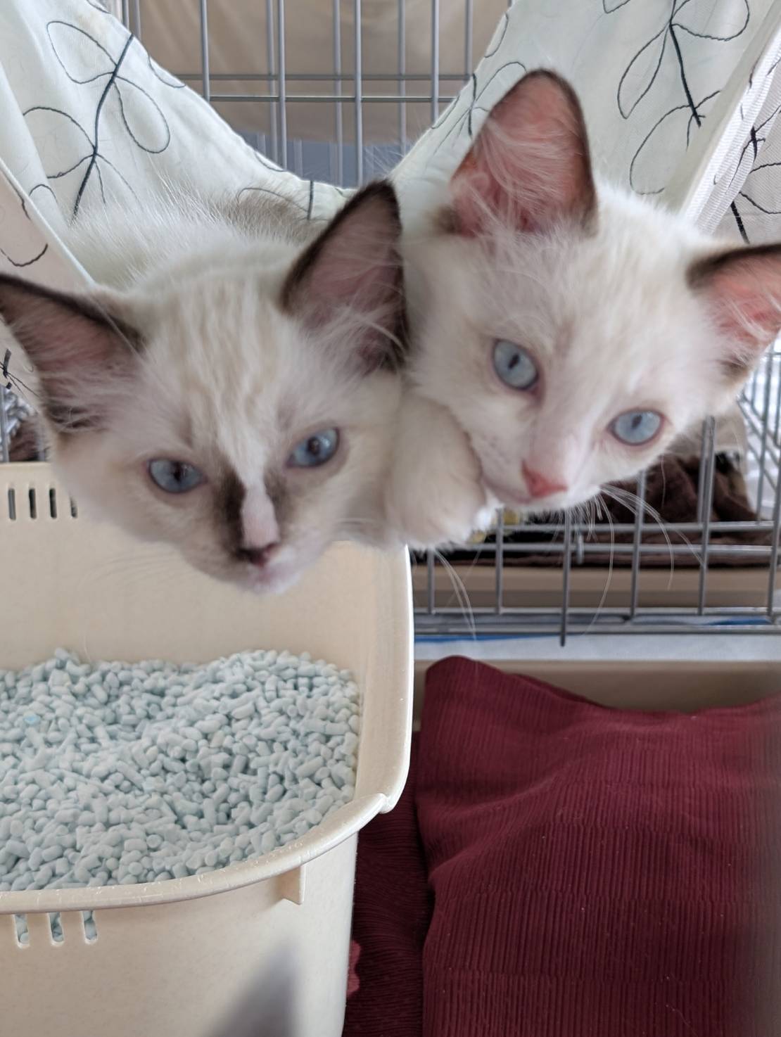 in江南市☆子猫祭り☆保護猫達をオウチに迎えよう☆2025年8月10日（日）～ 非営利団体「ちーむ にゃいんず」