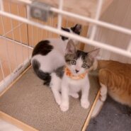 in名古屋市☆子猫祭り☆保護猫達をオウチに迎えよう☆2025年8月10日（日）～ 非営利団体「ちーむ にゃいんず」