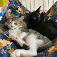 in岡崎市☆子猫がいっぱい☆保護猫達を暖かいオウチに迎えよう☆2025年8月16日（土）～ 非営利団体「ちーむ にゃいんず」