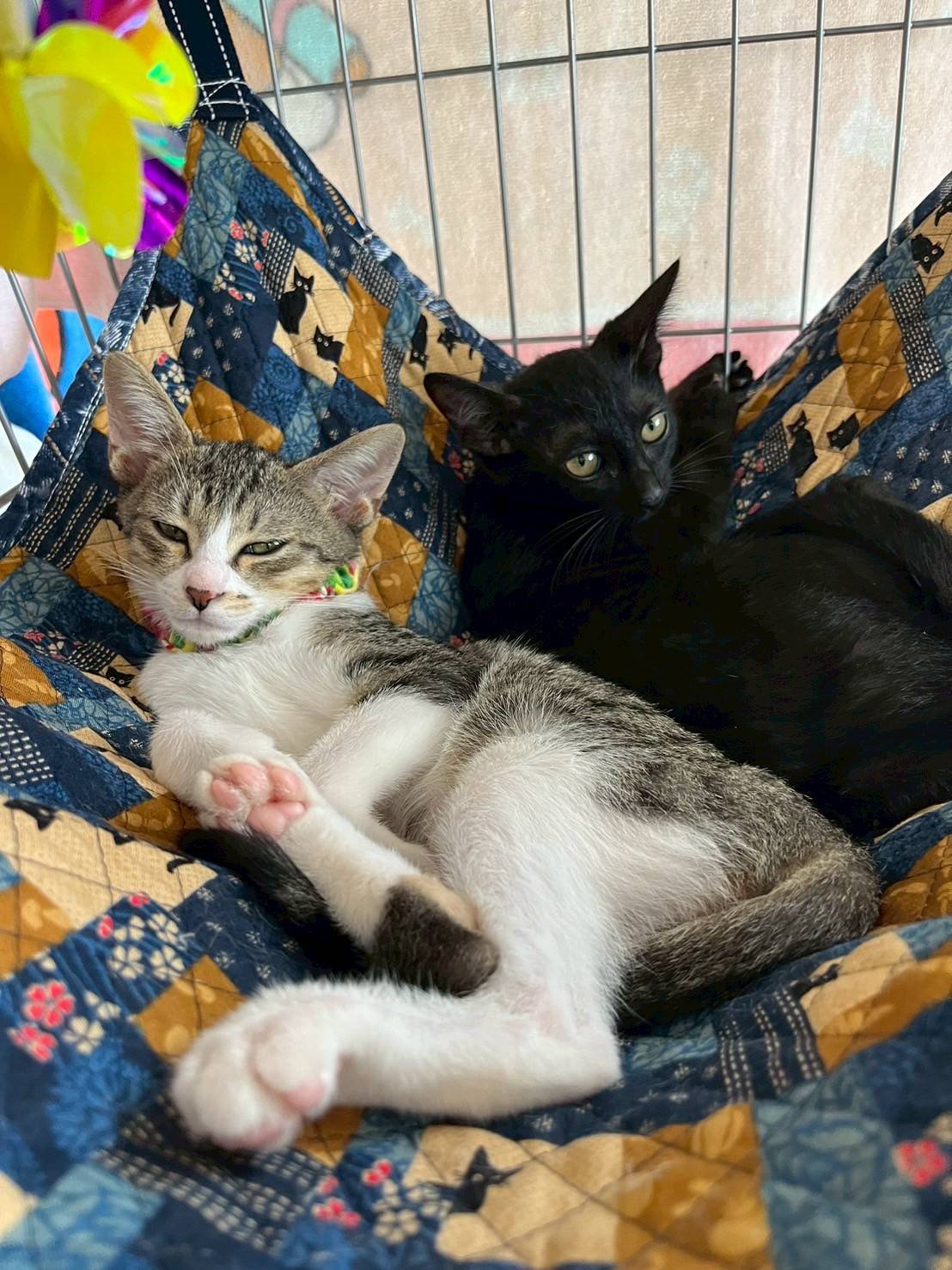 in岡崎市☆子猫がいっぱい☆保護猫達を暖かいオウチに迎えよう☆2025年8月16日（土）～ 非営利団体「ちーむ にゃいんず」