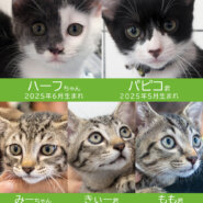 28匹子猫いっぱい★みよし市