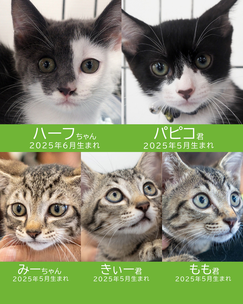 28匹子猫いっぱい★みよし市