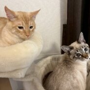 in春日井市☆子猫祭り☆保護猫達を暖かいオウチに迎えよう☆2025年8月23日（土）～ 非営利団体「ちーむ にゃいんず」