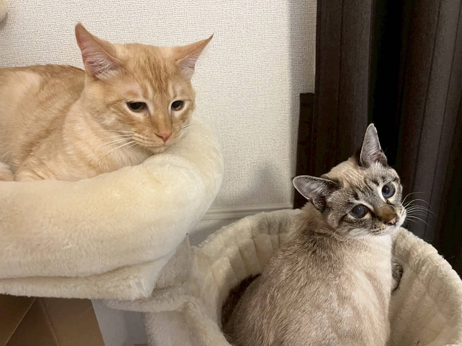 in春日井市☆子猫祭り☆保護猫達を暖かいオウチに迎えよう☆2025年8月23日（土）～ 非営利団体「ちーむ にゃいんず」