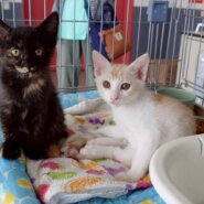 in江南市☆子猫祭り☆保護猫をオウチに迎えよう☆2025年8月24日（日）～ 非営利団体「ちーむ にゃいんず」