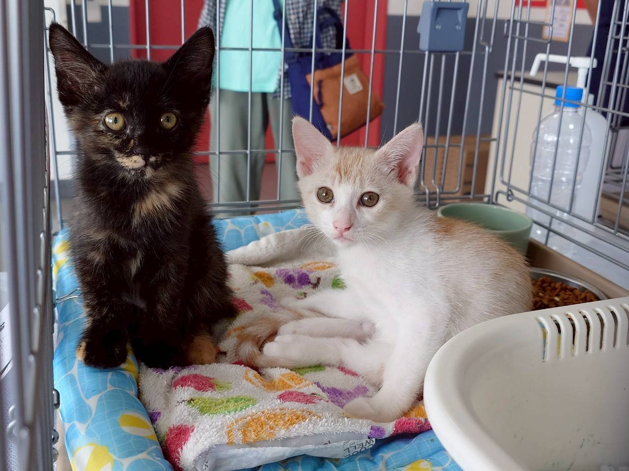 in江南市☆子猫祭り☆保護猫をオウチに迎えよう☆2025年8月24日（日）～ 非営利団体「ちーむ にゃいんず」