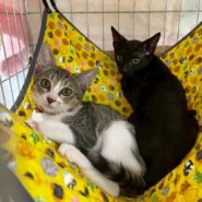 in岡崎市☆子猫がいっぱい☆保護猫達を暖かいオウチに迎えよう☆2025年8月30日（土）～ 非営利団体「ちーむ にゃいんず」