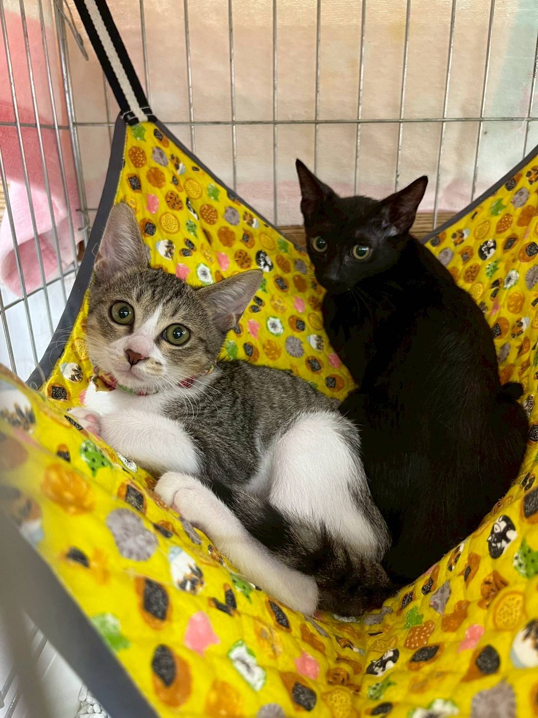 in岡崎市☆子猫がいっぱい☆保護猫達を暖かいオウチに迎えよう☆2025年8月30日（土）～ 非営利団体「ちーむ にゃいんず」