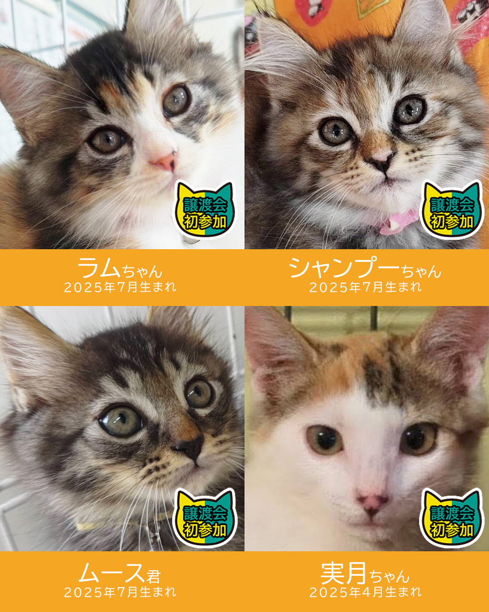 子猫中心22匹の子猫まつり★みよし市