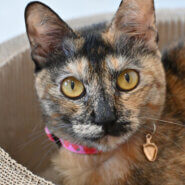 【譲渡決定】紗奈：人間大好き！ お姫様