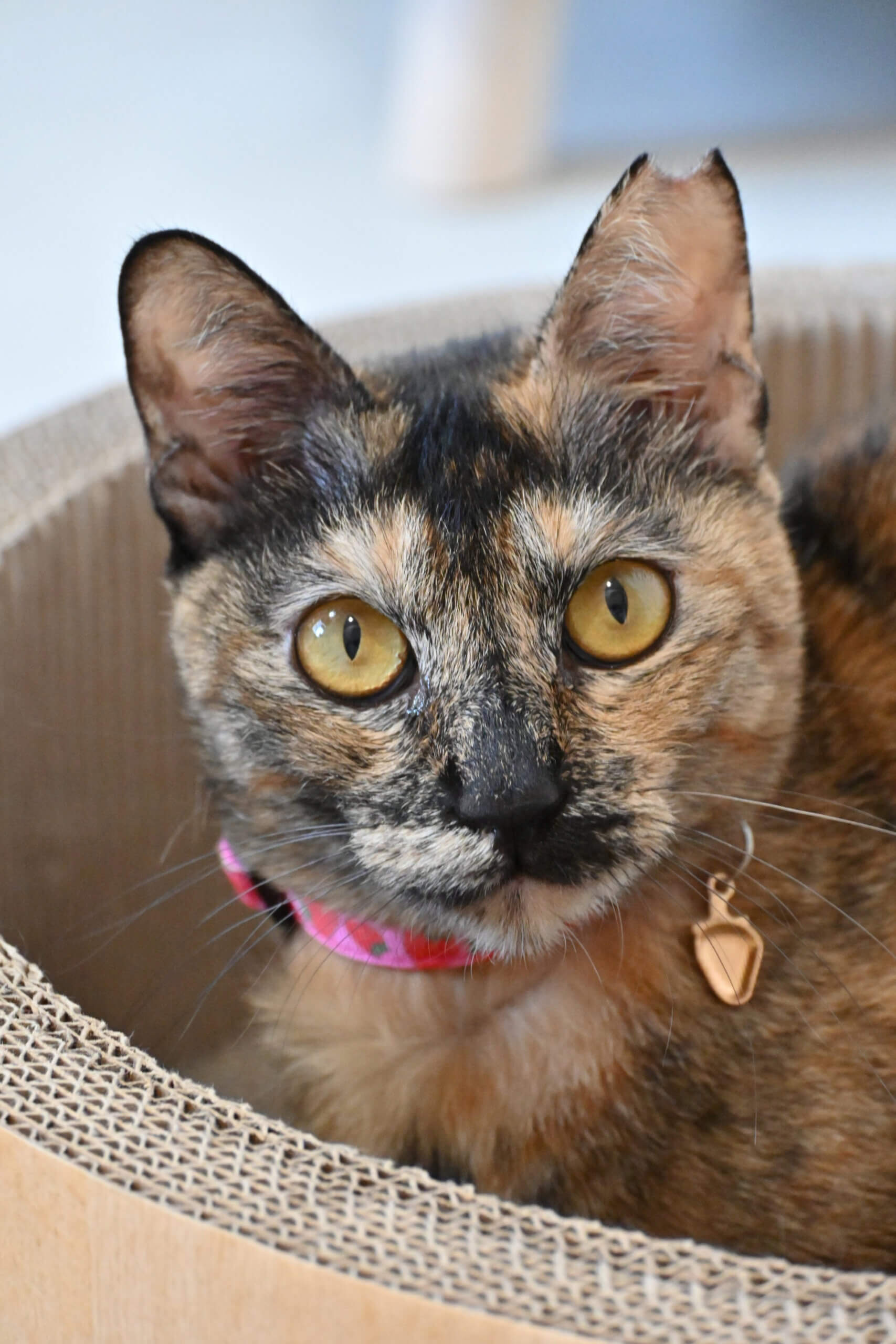 【譲渡決定】紗奈：人間大好き！ お姫様