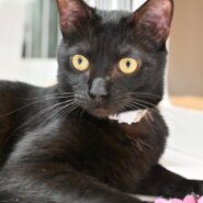 【譲渡決定】クワラン：みんなといるのが嬉しい！