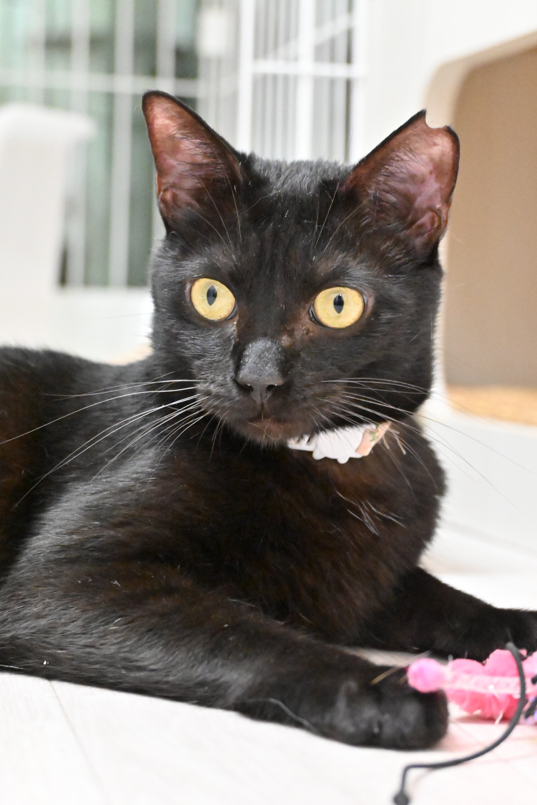 【譲渡決定】クワラン：みんなといるのが嬉しい！