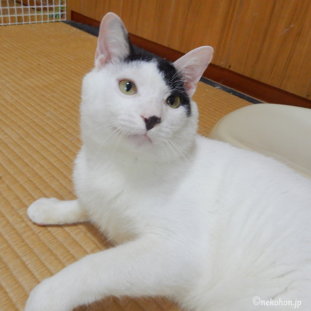 しなやかな体が美しい猫です