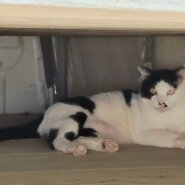 推定6歳の猫　男の子です